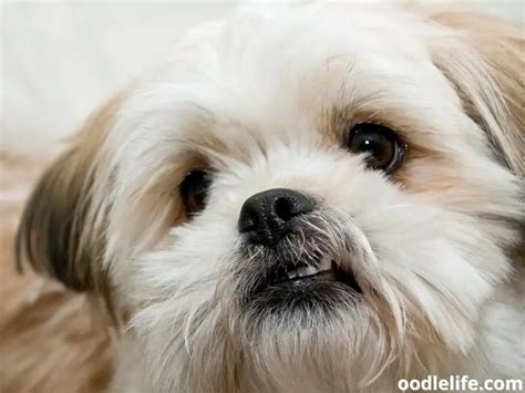 Shih Tzu Pomeranian Mix - The Shiranian [Shi Pom] - OodleLife®