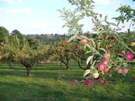 Apple Orchard by Mottynsden Farm © Colin Smith cc-by-sa/2.0 :: Geograph Britain and Ireland
