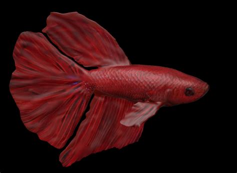 Red Male Betta Fish 3D - TurboSquid 1748958