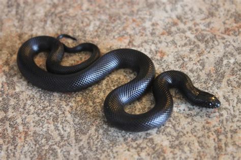 Mexican Black Kingsnake - Desert Canyon Reptiles