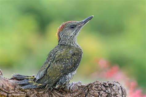 Green Woodpecker Facts | Picus Viridis