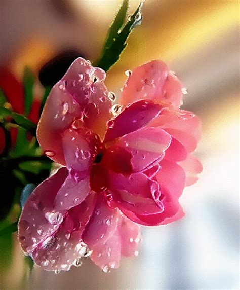 Pin de Márcia Nicolino em Flores Simplesmente carinho. | Flores simples, Belas flores ...