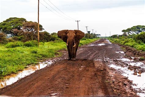 Amboseli National Park Elephants - Free photo on Pixabay - Pixabay