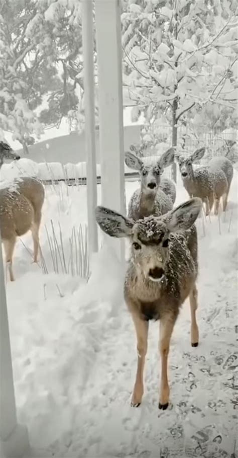 Animals in Winter: Snowy Deer Scene