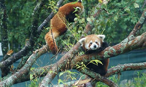 Red Panda | Franklin Park Zoo