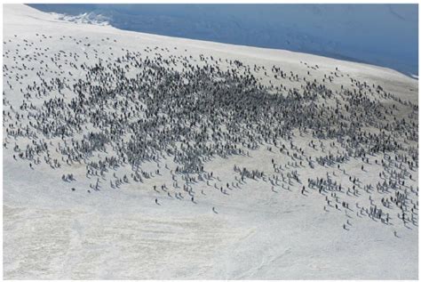 Western emperor penguin colony. Aerial view of the western emperor ...