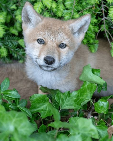 1,272 Baby Coyote Royalty-Free Images, Stock Photos & Pictures ...