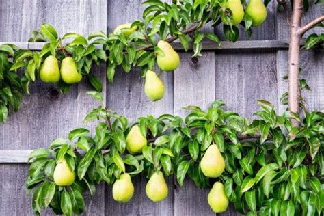 You can grow these eight Dwarf Fruit Trees all by yourself - Growing Magazine