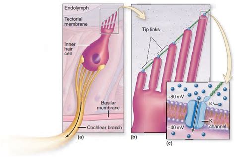 Inner Hair Cells. (a) The inner hair cells contain ion channels at their tips. (b) The ion ...