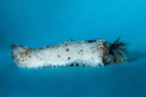 Apsolidium densum O'Loughlin & O'Hara, 1992, Sea Cucumber