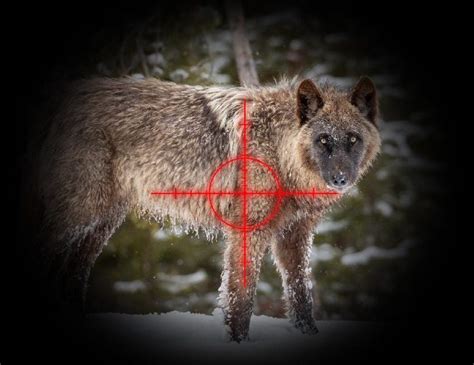 One season, 456 dead wolves: that's the reality in Montana right now ...