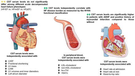 JCM | Free Full-Text | Catestatin in Acutely Decompensated Heart Failure Patients: Insights from ...