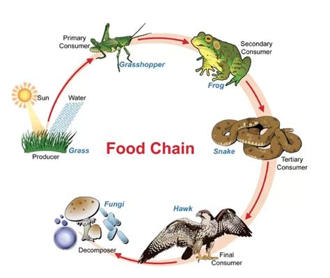 Human Food Chain Cycle