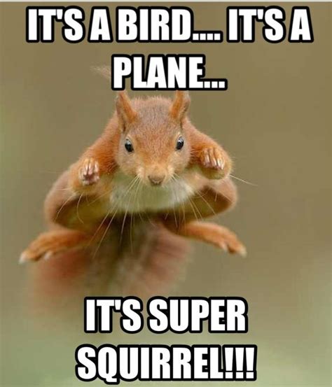 Super squirrel!! | Funny Pics and Sayings | Pinterest | Squirrel ...