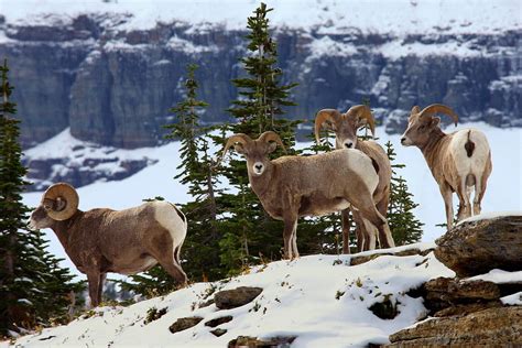 Bighorn Sheep At Glacier National Park Photograph by Jetson Nguyen