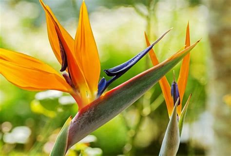 Buy Bird of Paradise Strelitzia reginae plant