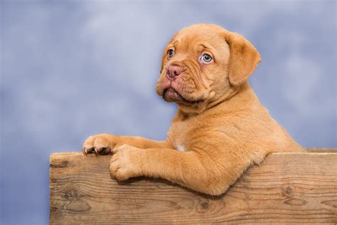 Dog French Mastiff Free Stock Photo - Public Domain Pictures