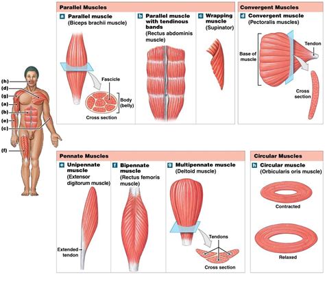 Write the types of Muscles - Himalayan Yoga Association (Yoga Ashram)