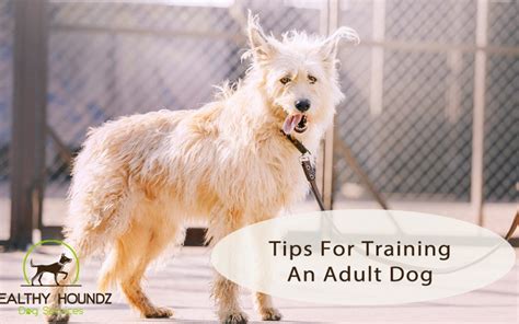 Tips For Training An Adult Dog | Healthy Houndz