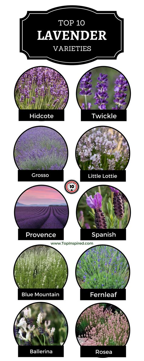 Top 10 Lavender Varieties To Grow in your Garden | Lavender varieties, Lavender garden, Lavender ...