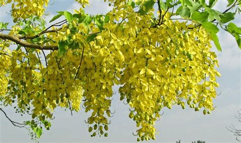 Liliana Usvat - Reforestation and Medicinal use of the Trees : Mexican Trees - Golden Shower ...