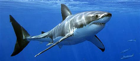 Le grand requin blanc - chercheursdeau