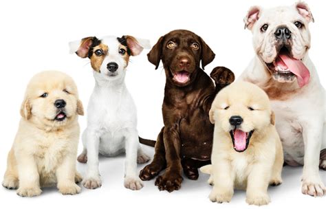 What's the best dog breed? Use our dog breed selector | Pawzy