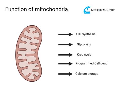 Functions of Mitochondria - Microbial notes