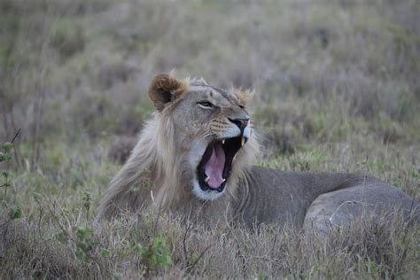 Lion Yawning Photograph by Harold and Merry Garrard - Fine Art America