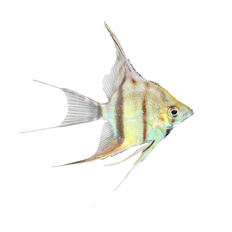 Angelfish PNG Transparent Images - PNG All