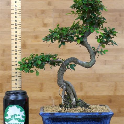 Chinese Elm Bonsai Trees (Ulmus Parvifolia) - Greenwood Bonsai Studio