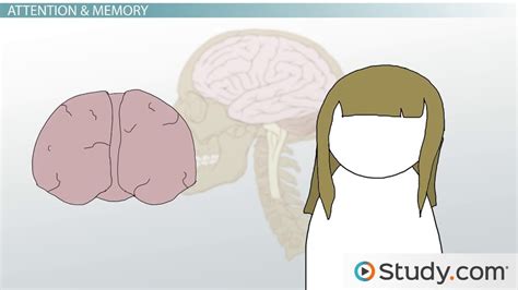 Cognitive Development in Middle Childhood | Promotion & Examples ...