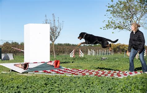 Premium Photo | French shepherd training in the k9 with his owner