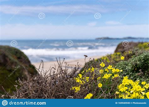 Yellow Flowers in Half Moon Bay State Beach in California Stock Photo - Image of states, grass ...