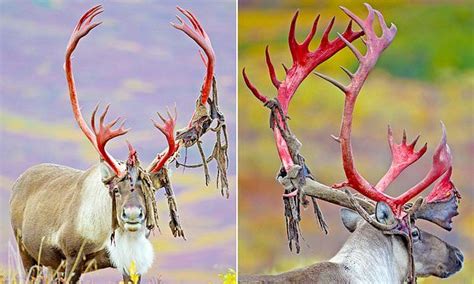 Stunning photos show a deer shedding it's velvet in Alaska | Bull moose ...