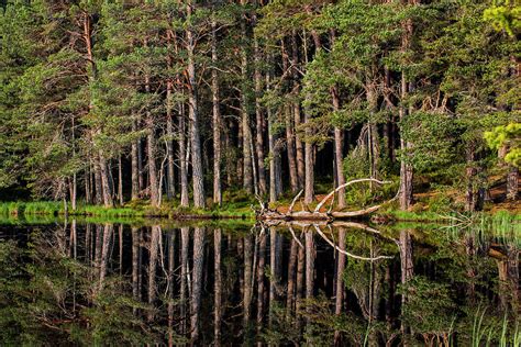 Caledonian Forest Photograph by Arterra Picture Library - Fine Art America