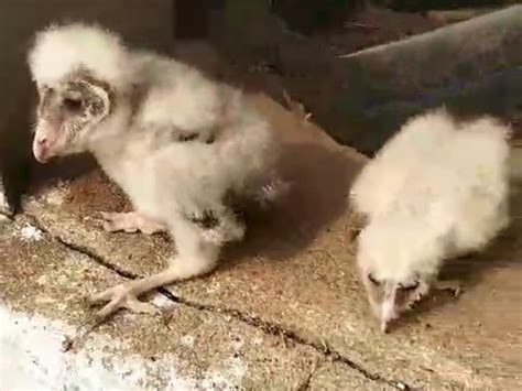 Ullu ke Bacche; Owl Rare Species Found In Madhya Pradesh (Tikamgarh ...