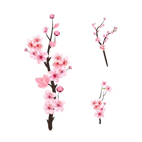 Cherry Blossom Sakura PNGs for Free Download