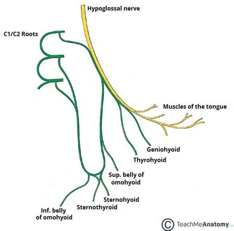 The Hypoglossal Nerve (CN XII) - Course - Motor - TeachMeAnatomy