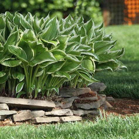 Hosta Medium Leaf Patriot - 3 bare roots - Longfield Gardens