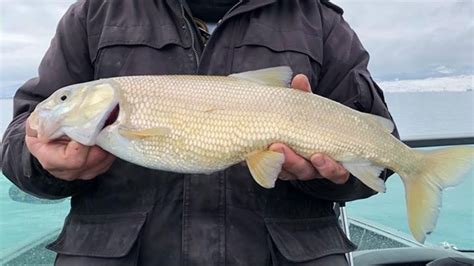 Record breaking: Man catches 21-inch long fish at Bear Lake | KUTV