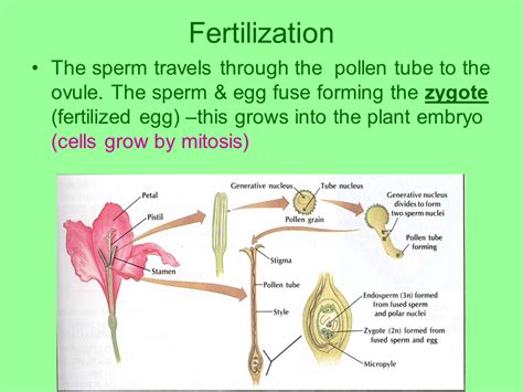 Where Are The Ovules Stored In A Flower