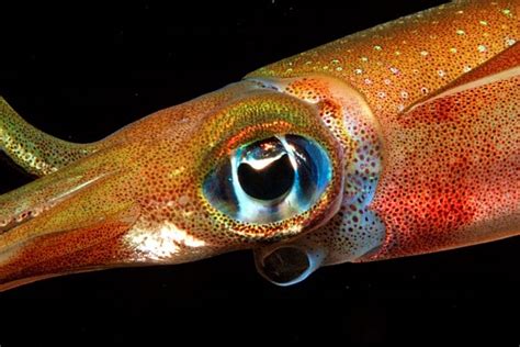 Squid eyes reveal molecular secrets for smart lenses - Cosmos Magazine