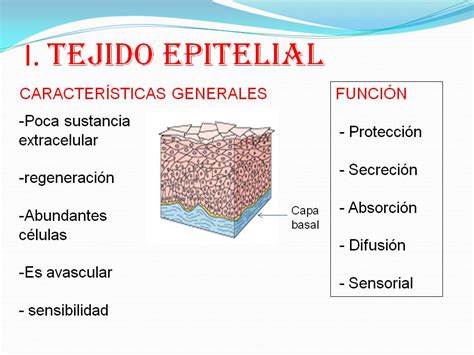 Biologìa: tejido epitelial