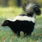 Skunk Meme Generator - Imgflip