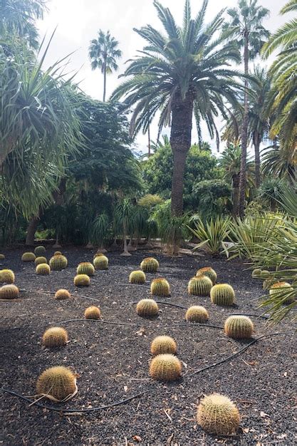 Premium Photo | A desert garden of stunning cacti