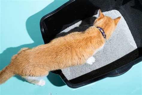 Best Cat Litter 2020 | Reviews by Wirecutter