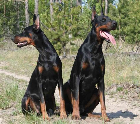 Doberman Pinscher - An ideal guard dog breed