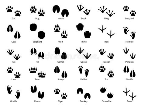 Animal Footprints Stock Illustrations – 9,269 Animal Footprints Stock Illustrations, Vectors ...