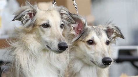 Silken Windhound - Temperament, Lifespan, Shedding, Puppy